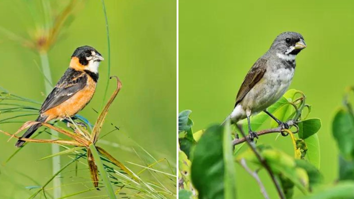 Coleiro e Coleiro-do-brejo
