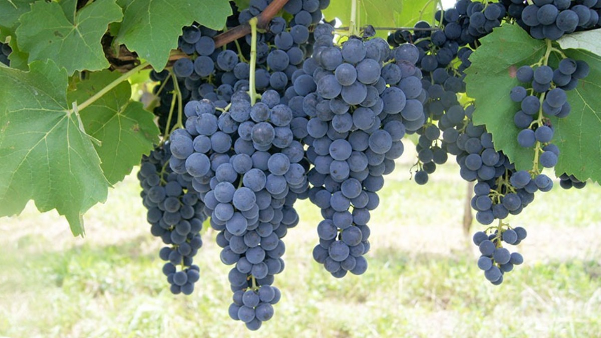 Significado de terroir