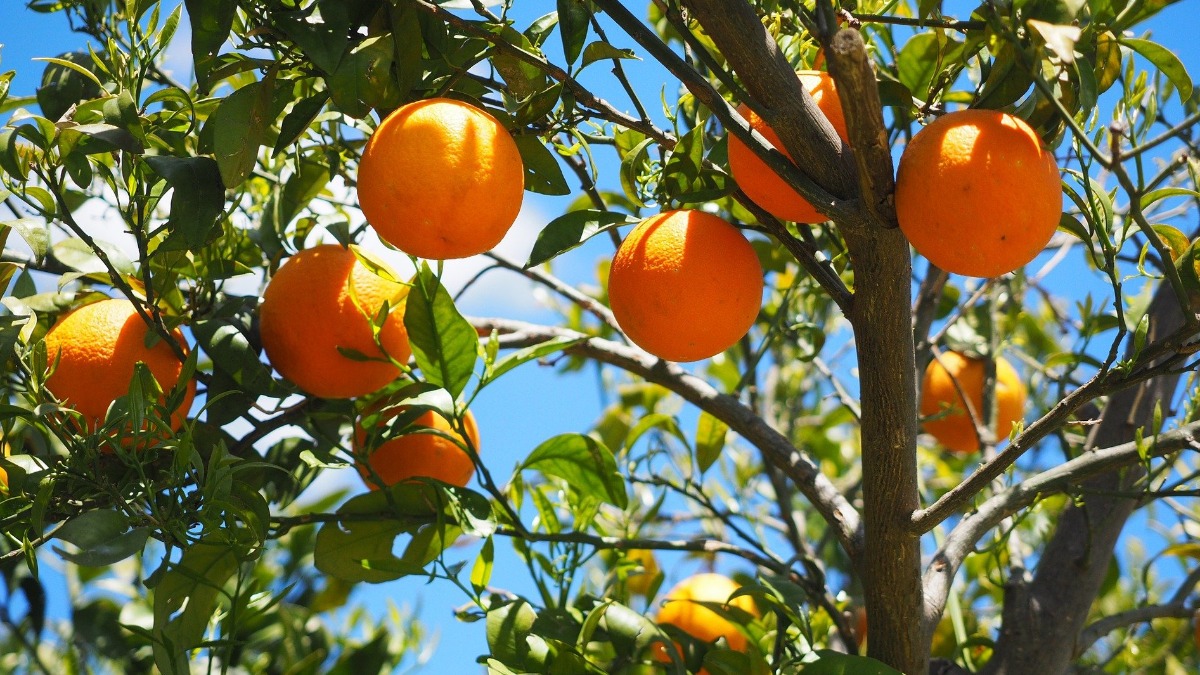 Safra de laranja 2022/23