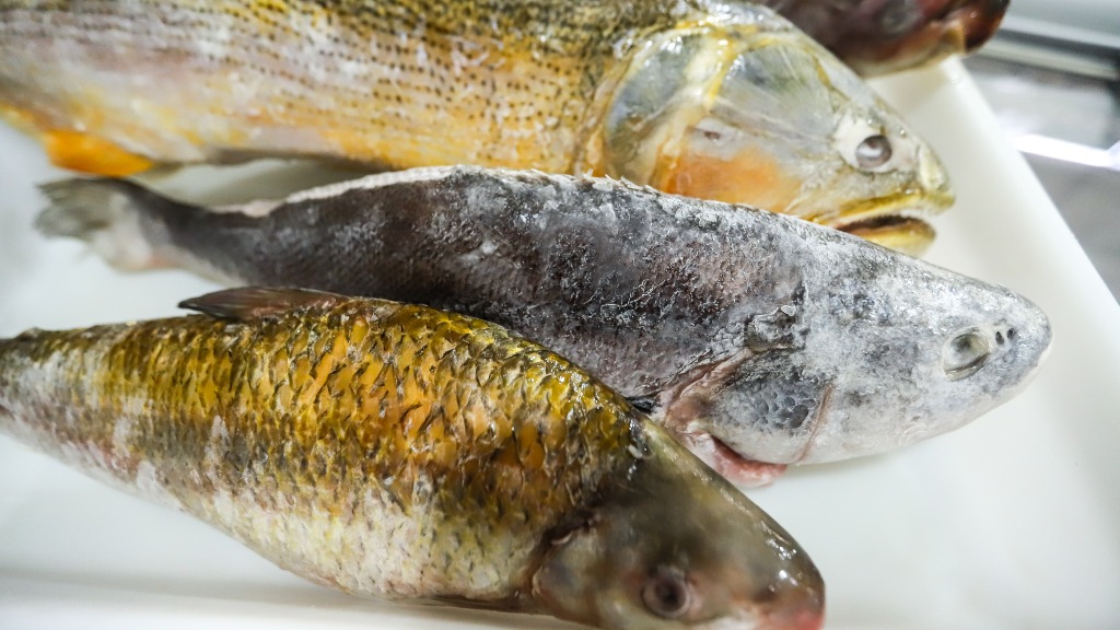 piracema vendas peixarias