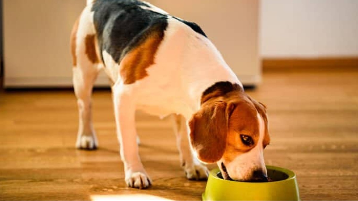 intoxicação pet alimentos