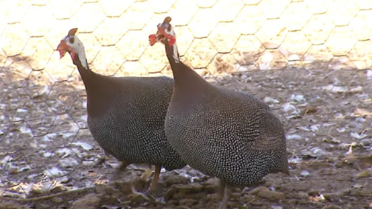 Você sabia que as galinhas