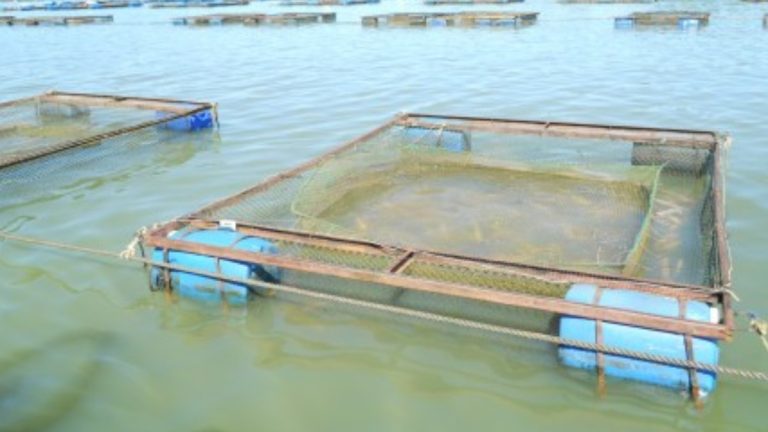 tarifa dos estados unidos sobre pescados