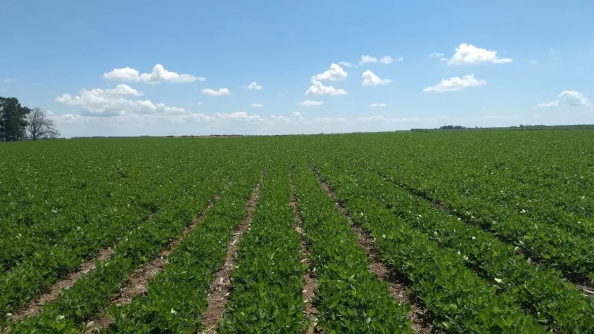 Pesquisa aponta que plantar amendoim diretamente