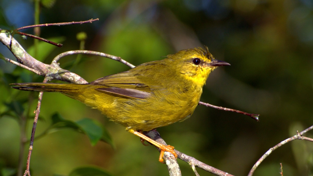 pula-pula assobiador