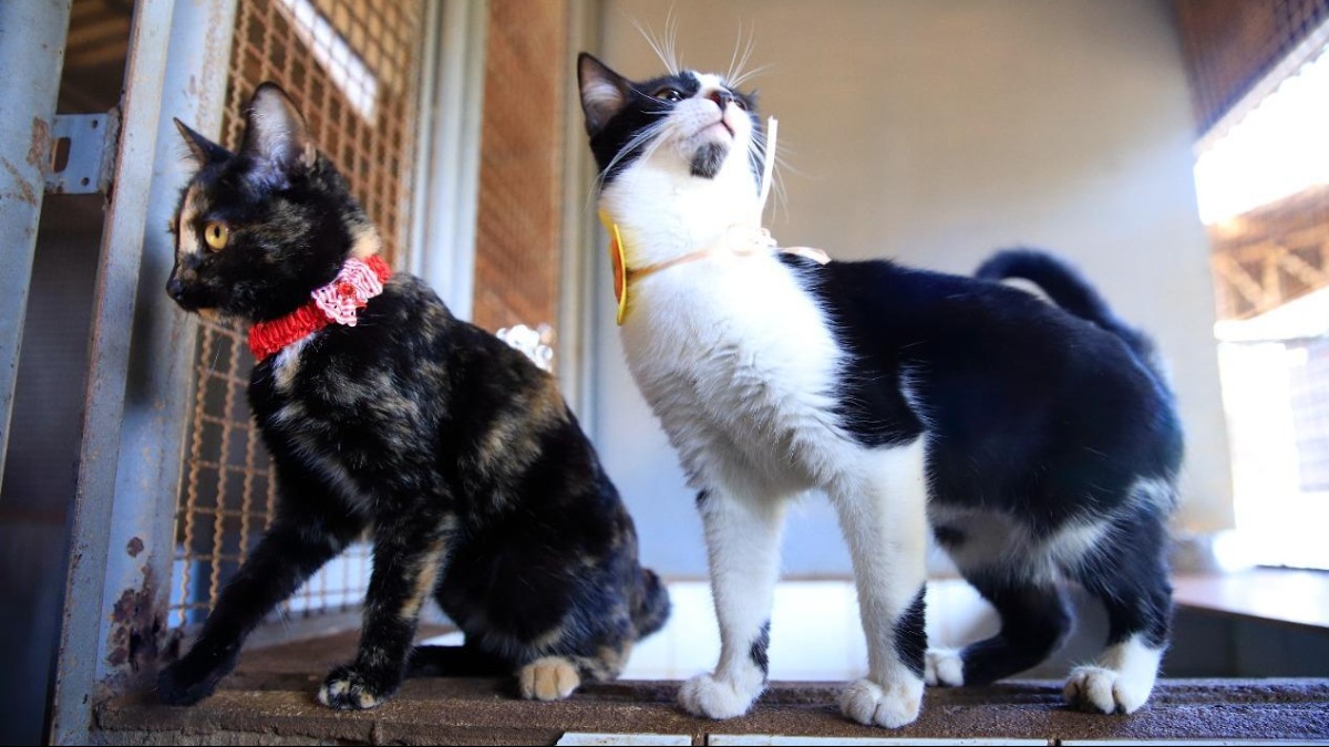 adoção cães gatos