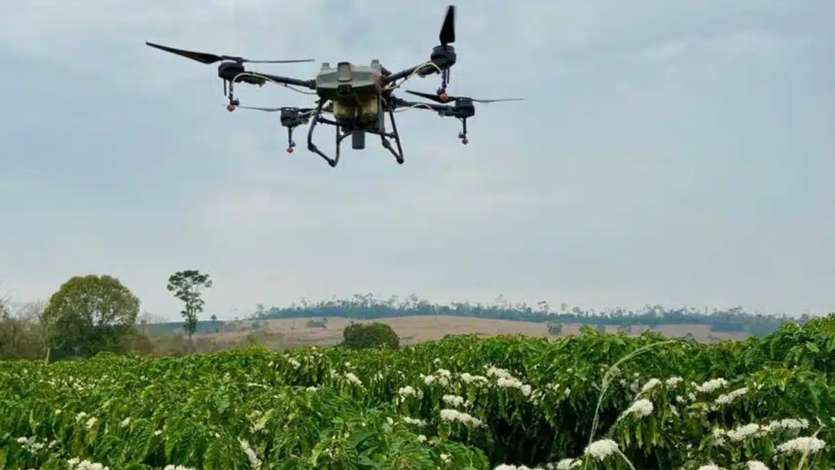 danos em plantações de café