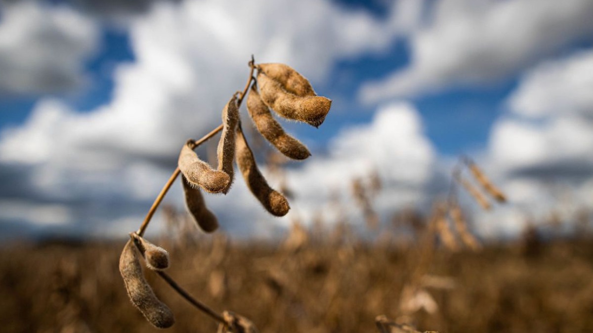 produção agrícola brasileira