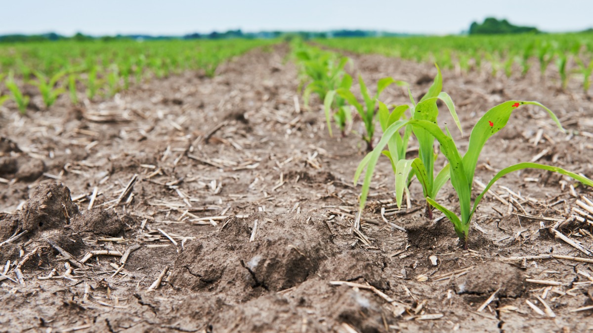 Inteligência artificial pode ajudar produtores rurais