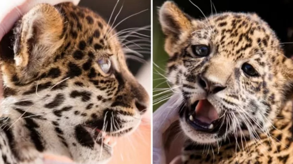 Visitação à nova oncinha do Parque