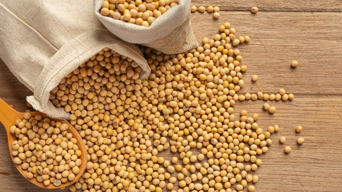 Produtores de soja podem ter prejuízo