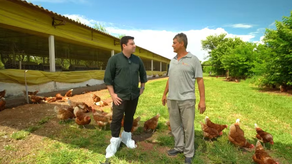 ovos de galinhas livres