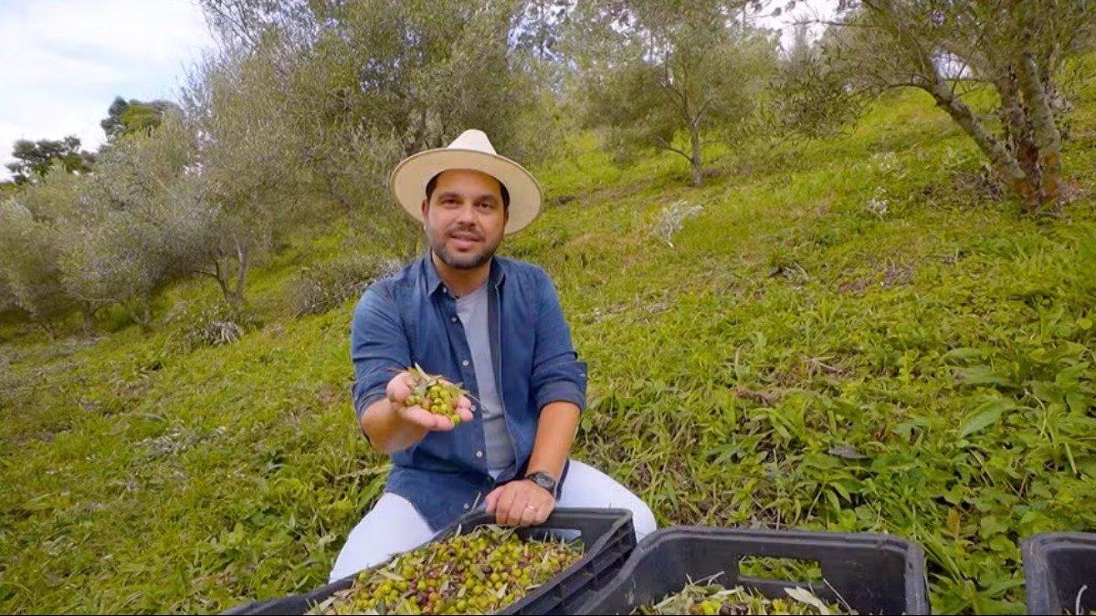 produção de azeitonas