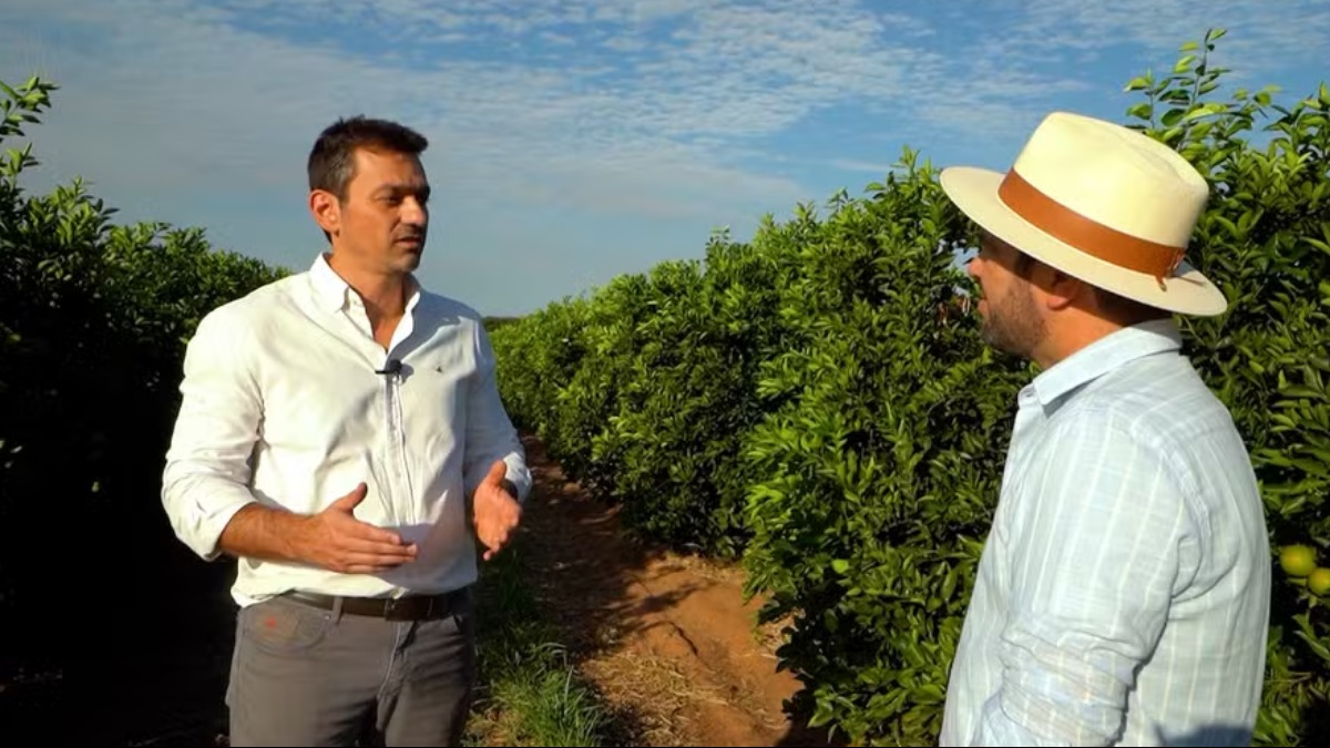 estimativa safra laranja