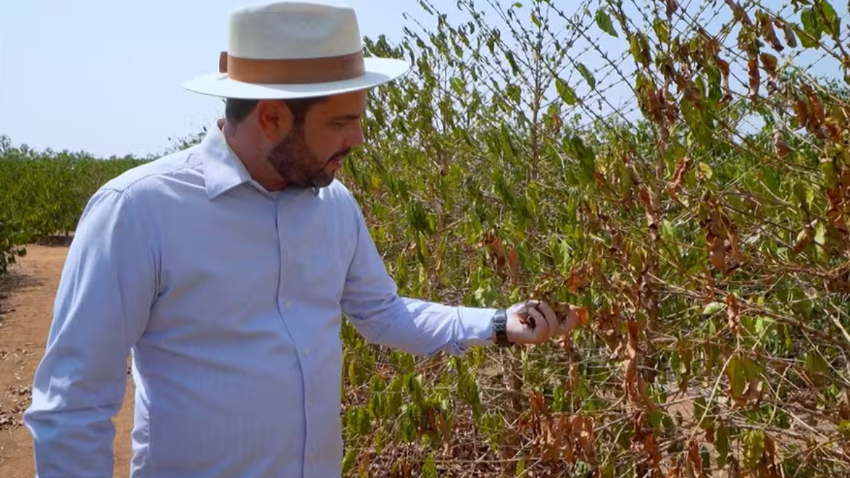irrigação cafezais