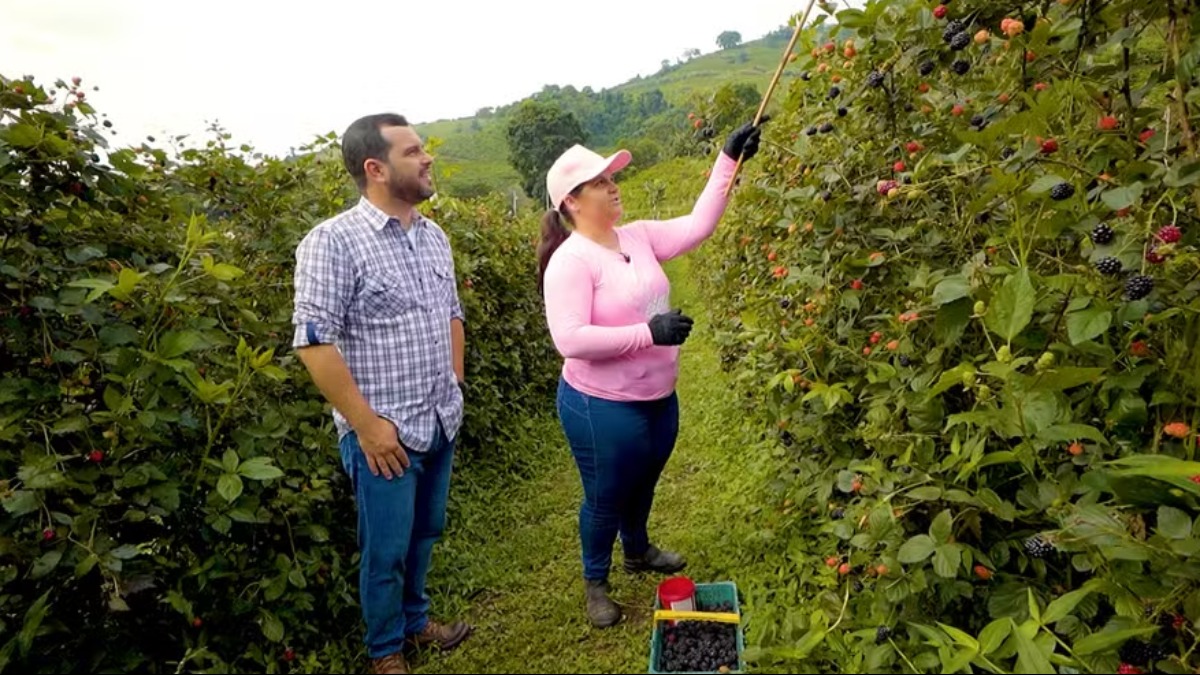Produção de frutas vermelhas