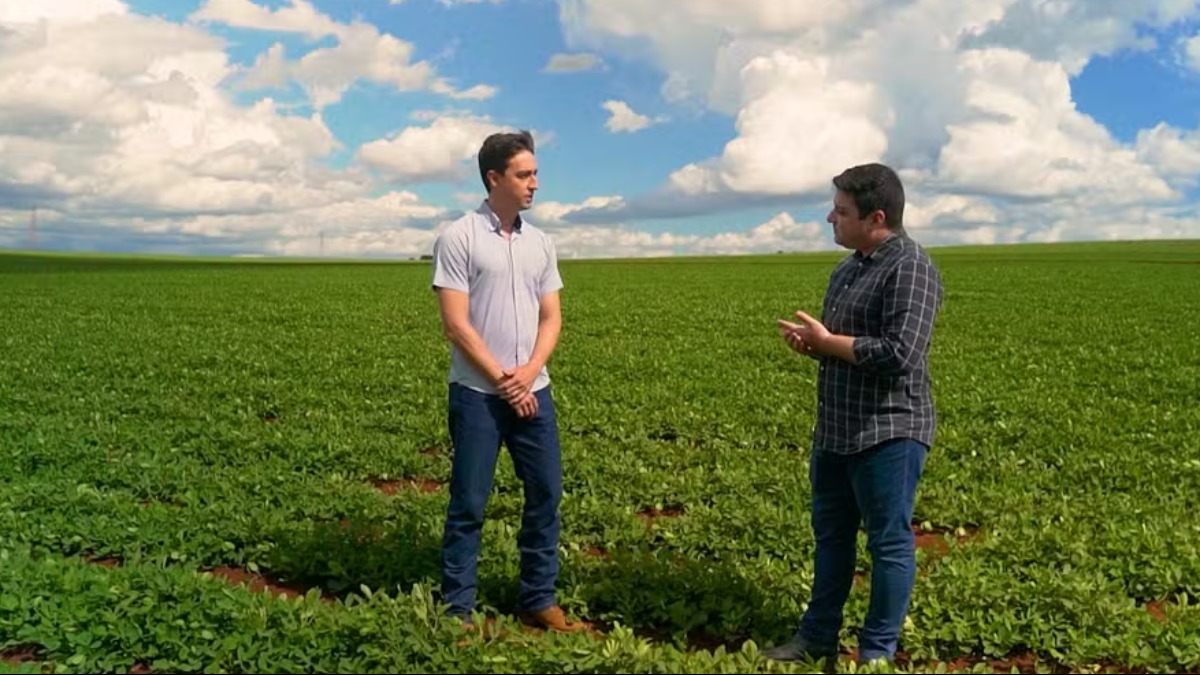 Produção de amendoim cresce até 10%