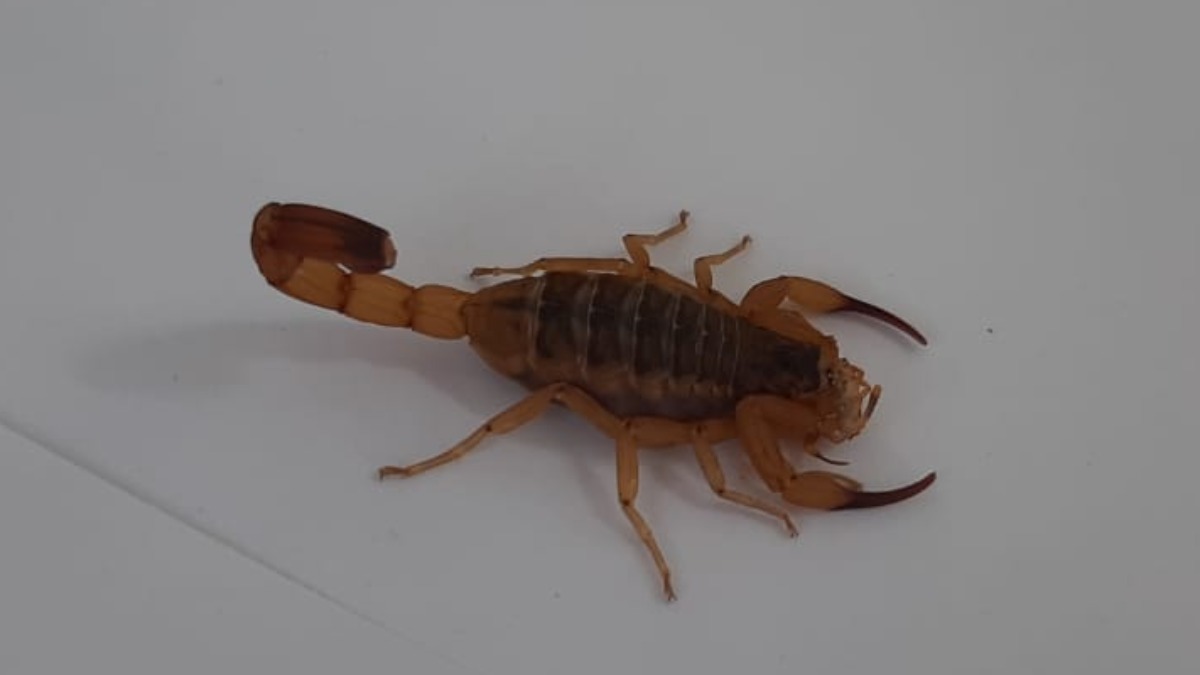 ataques de escorpião