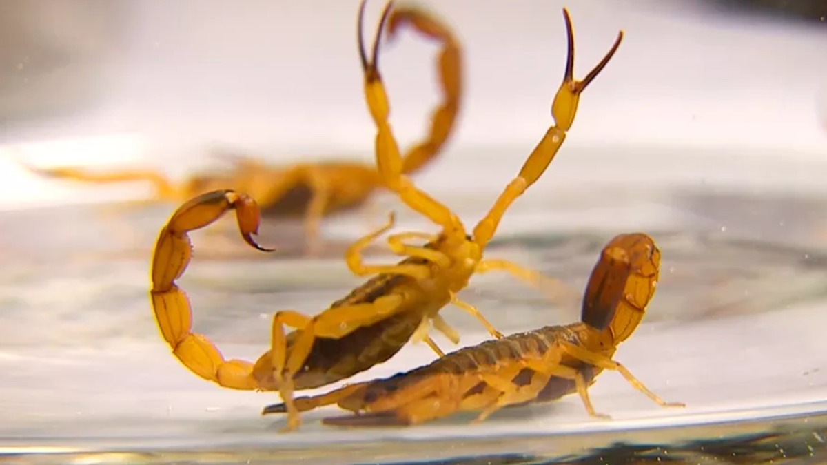 picada de escorpião