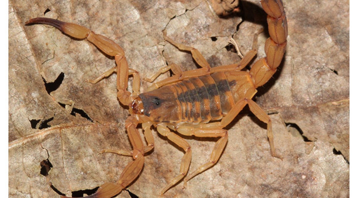 picadas de escorpião