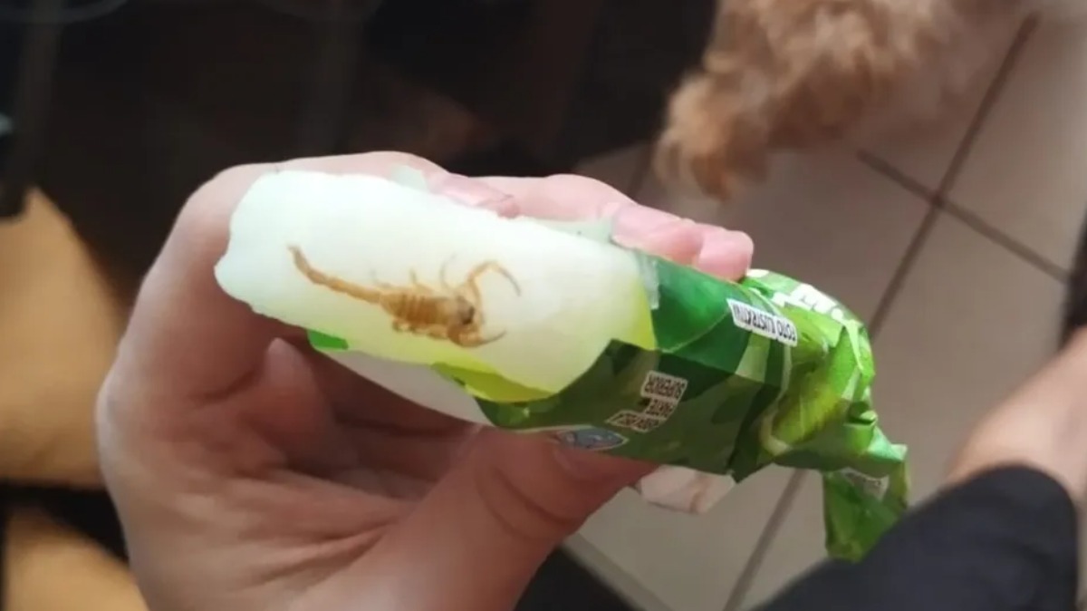 escorpião em picolé