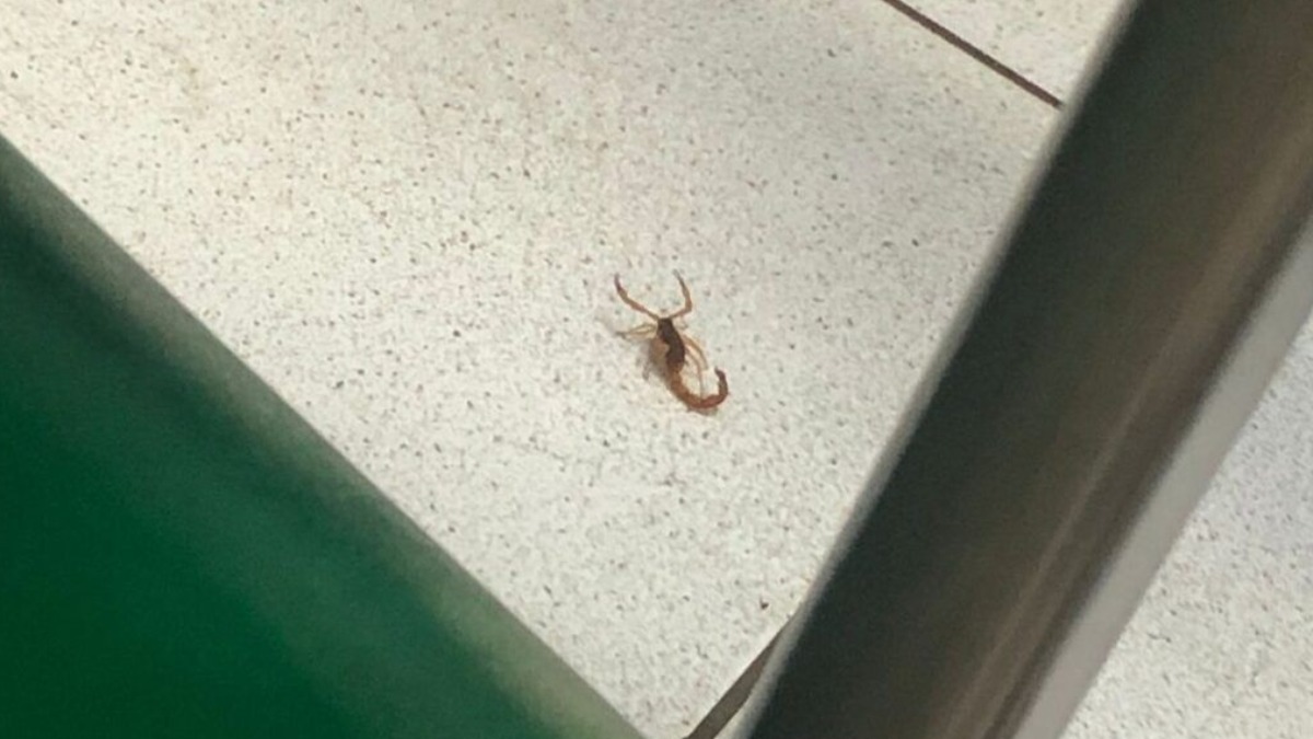 Estudantes flagram escorpião passeando em sala