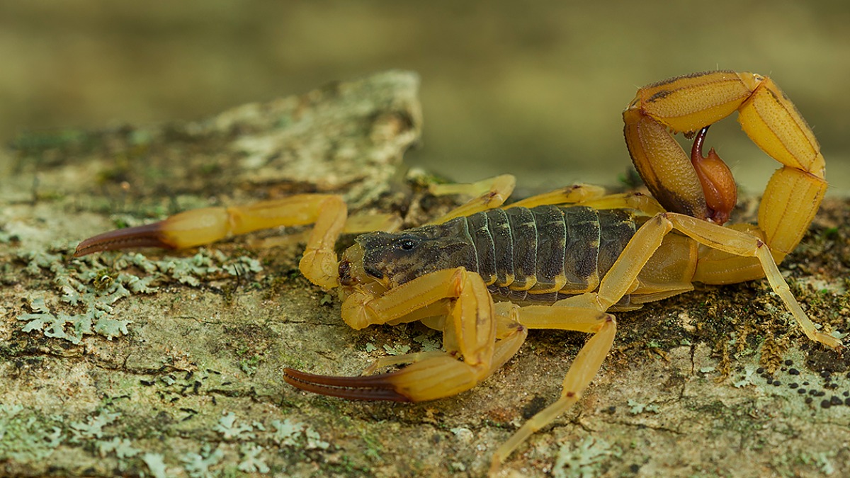 acidentes com animais peçonhentos