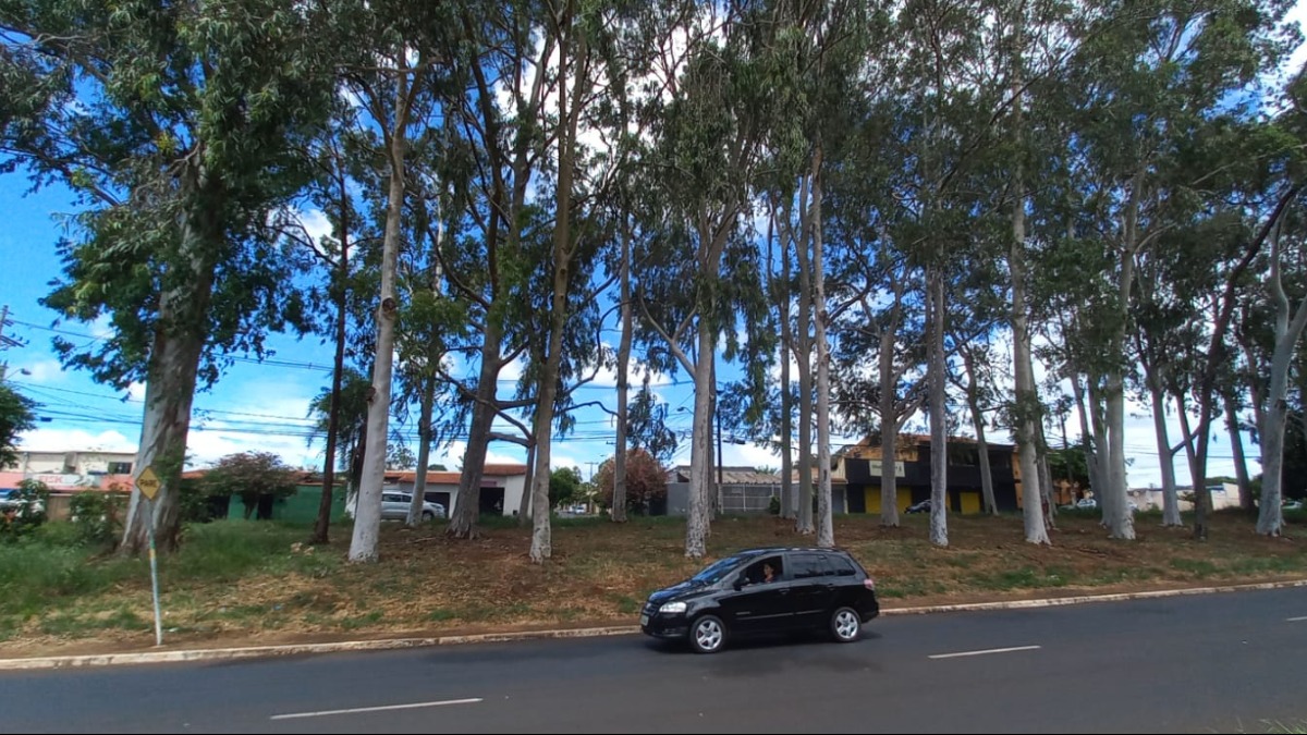 manutenção eucaliptos