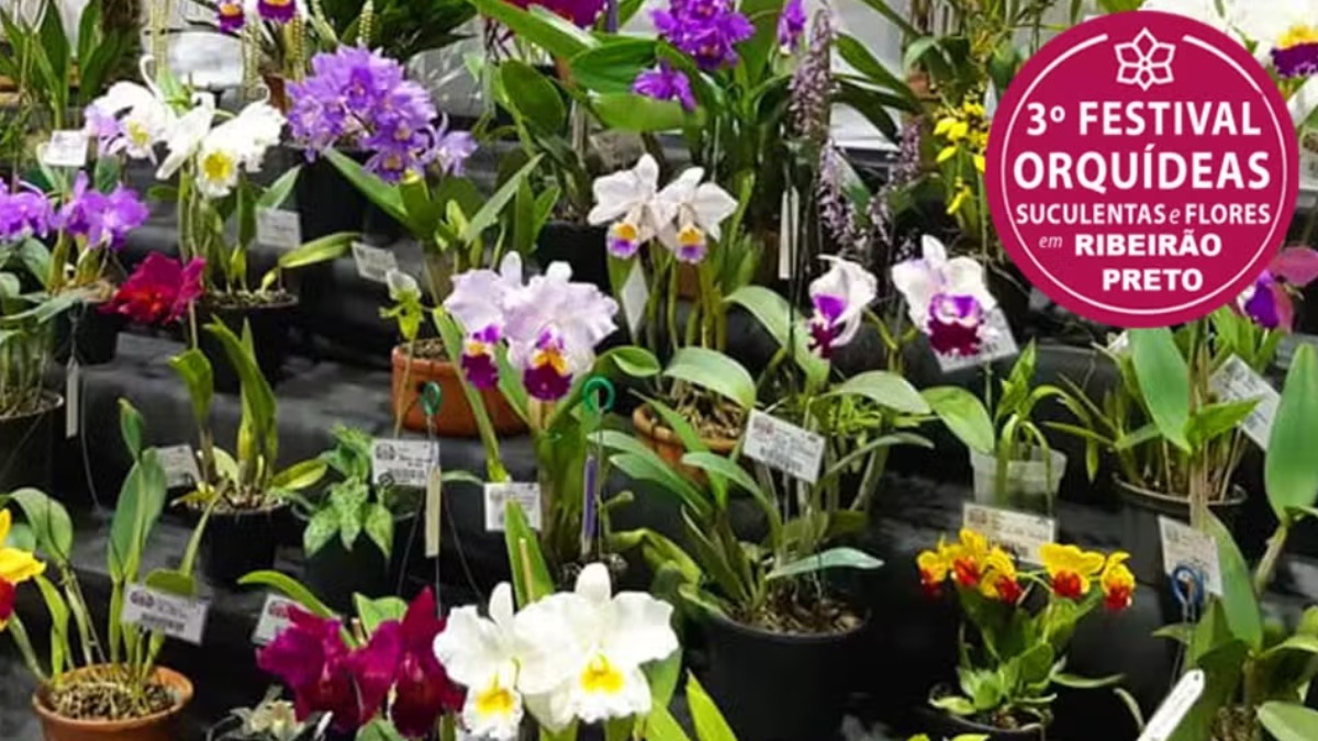 Ribeirão Preto recebe 3º Festival de