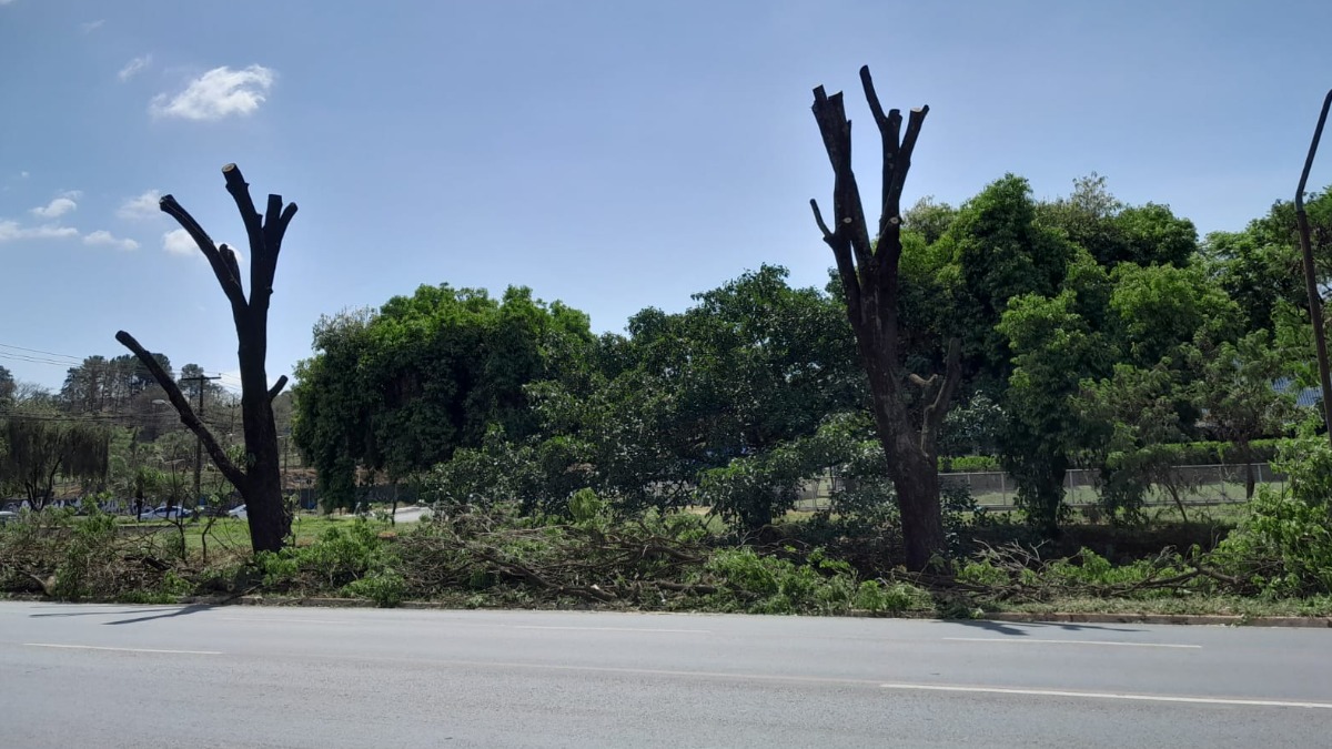 extração de árvores