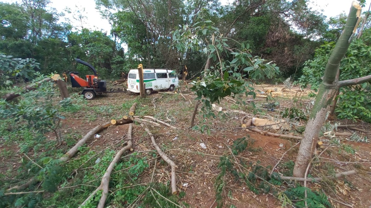 remoção árvores invasoras