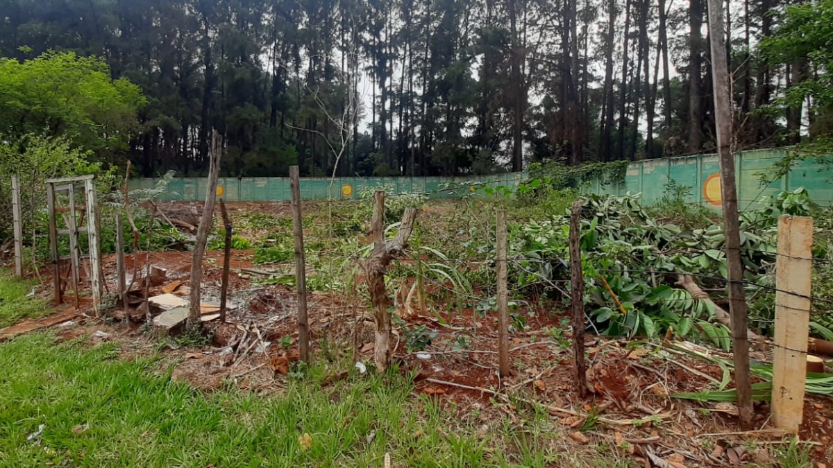 extração de árvores