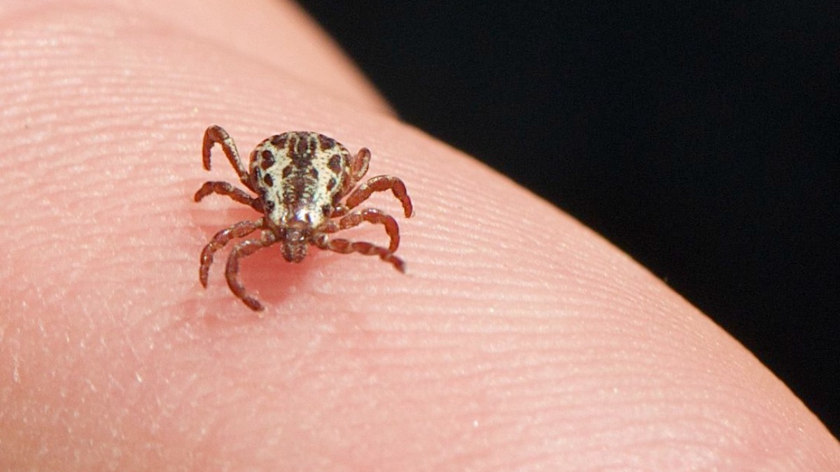 vacinação febre amarela