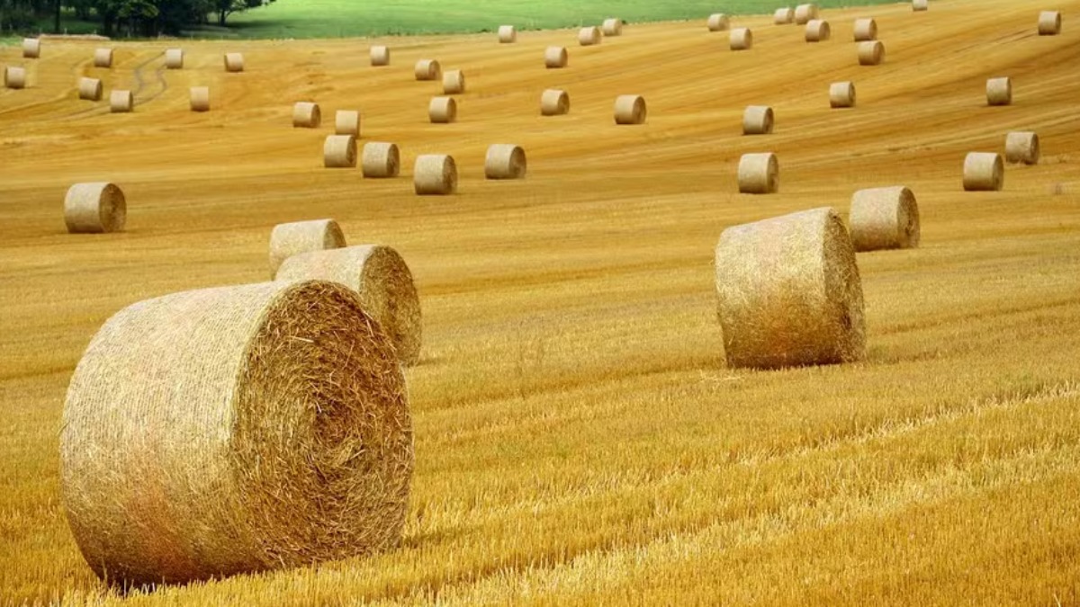Você conhece o mercado do ‘feno’