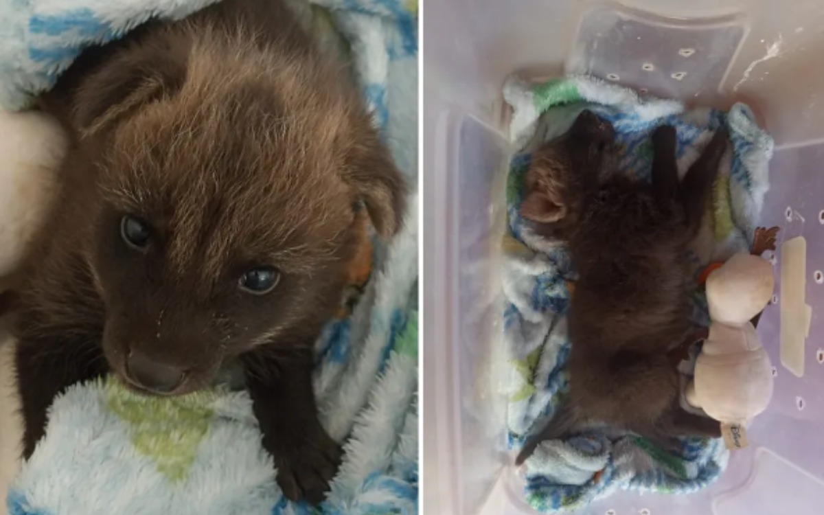 lobo-guará resgatado