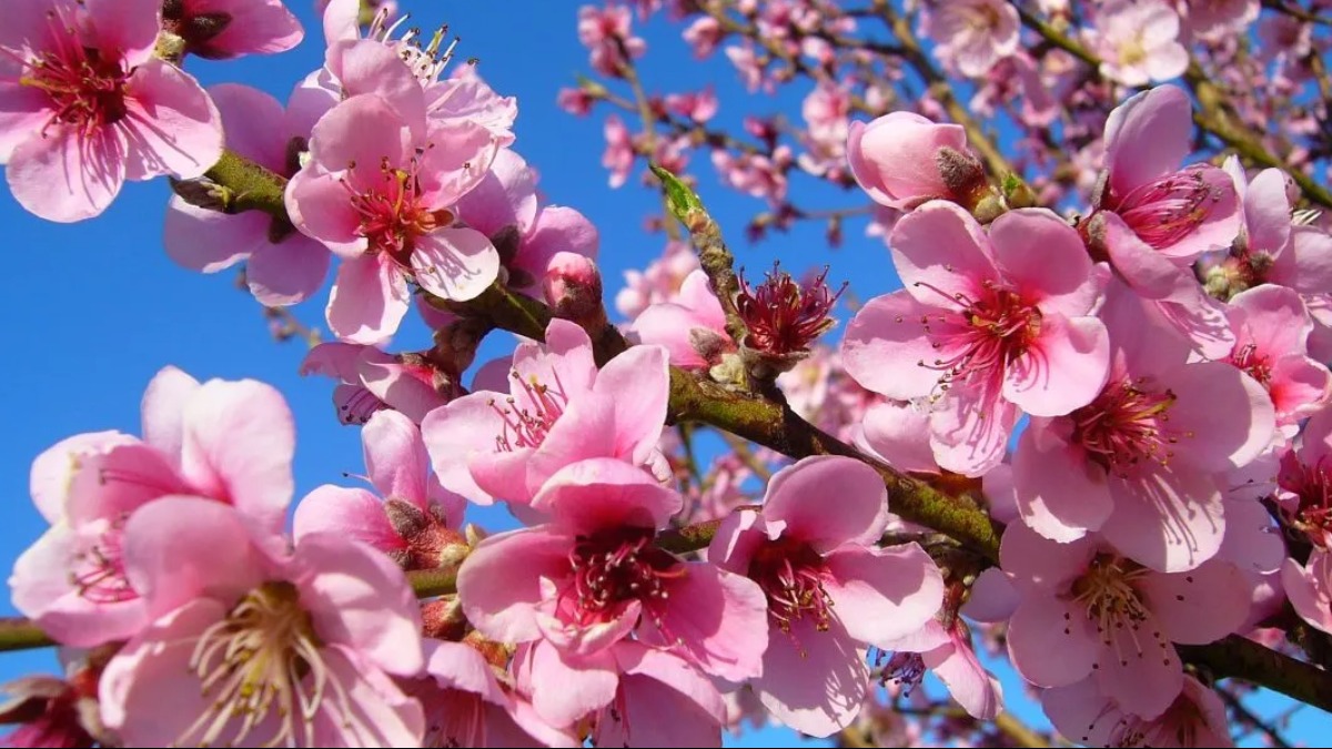 produção de pêssegos e ameixas
