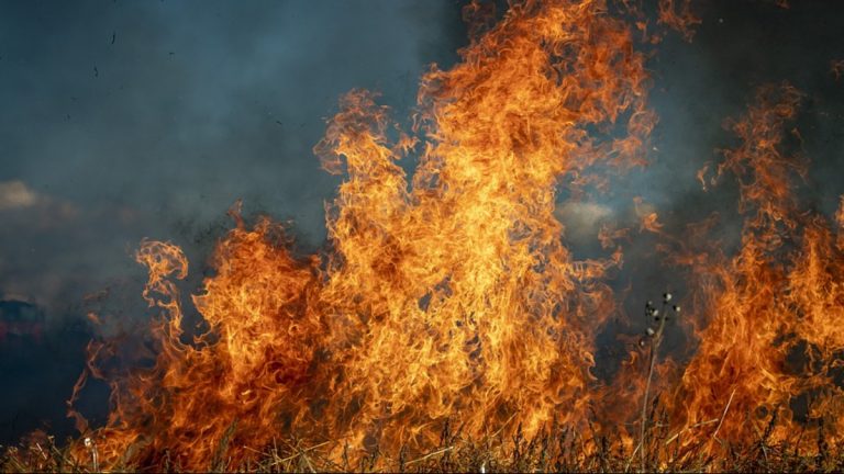 incêndios florestais em ribeirão preto