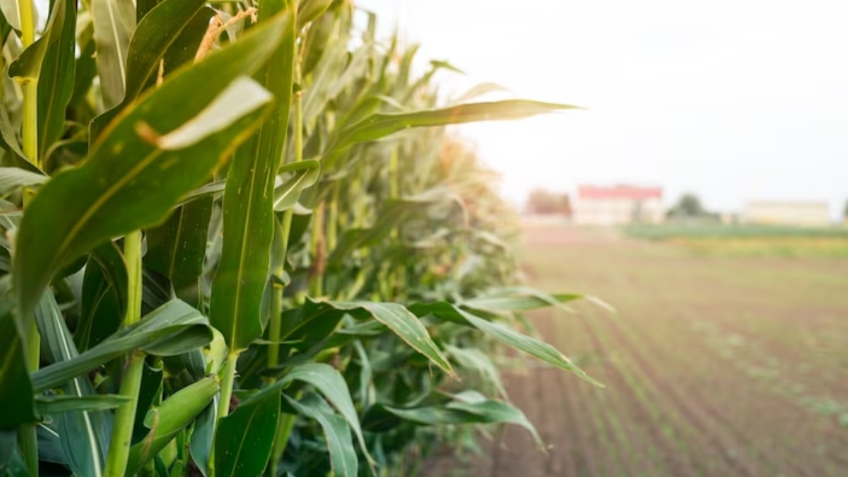 altas temperaturas no país
