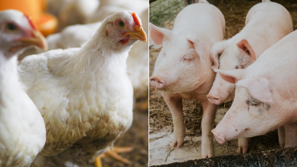 preço carnes frango porco