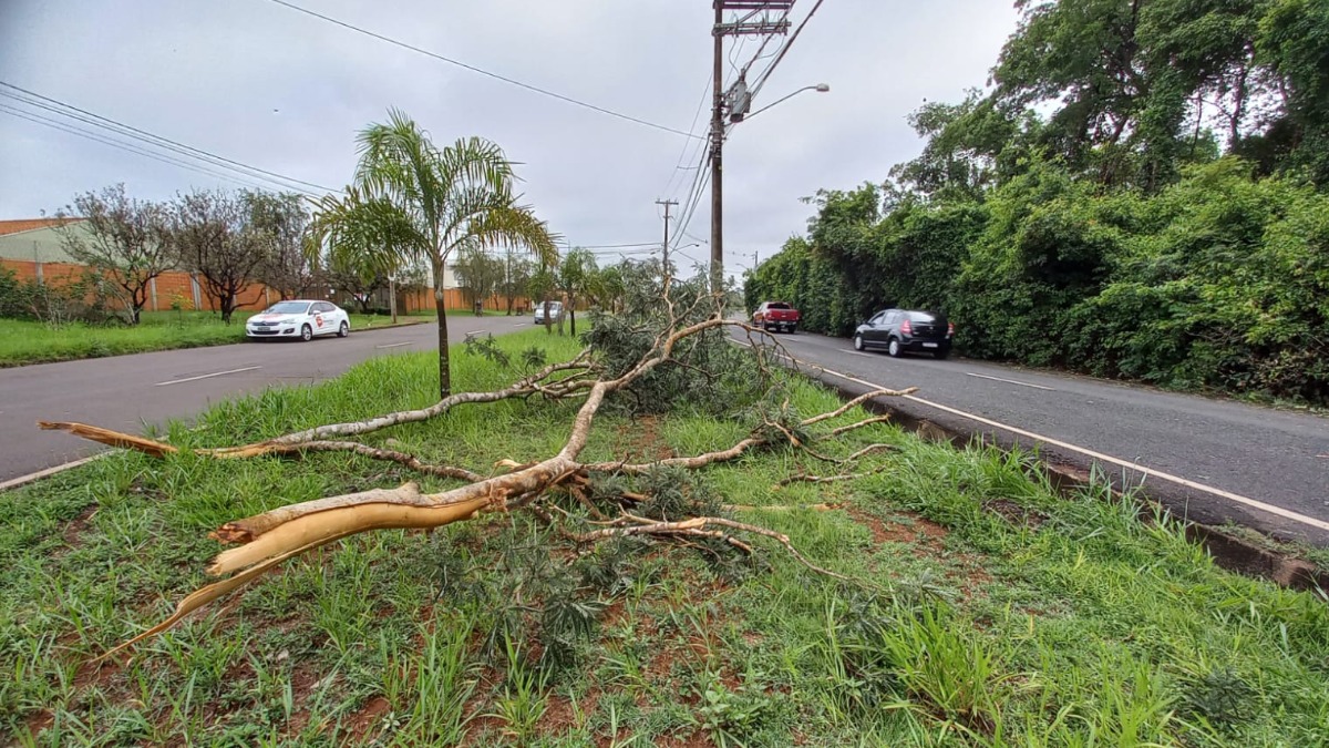 Galho de árvore cai e atinge