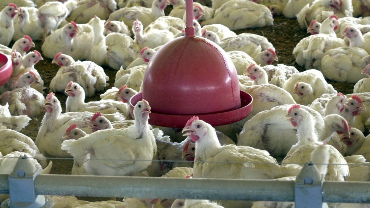gripe aviária agronegócio