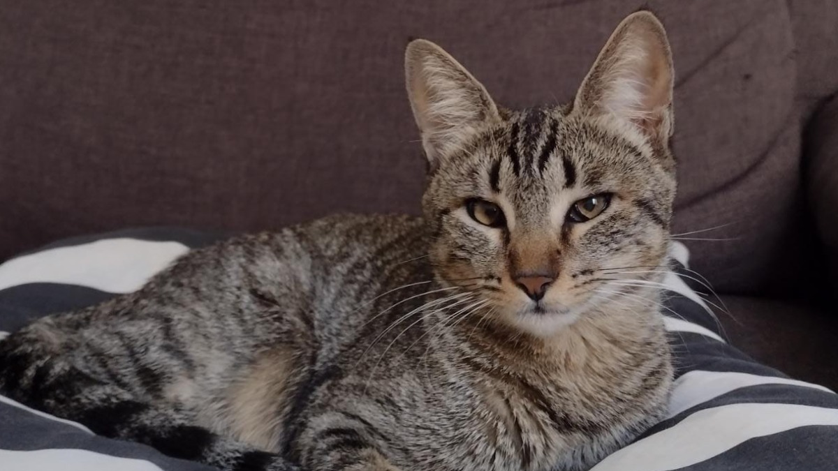 castração animais gratuita