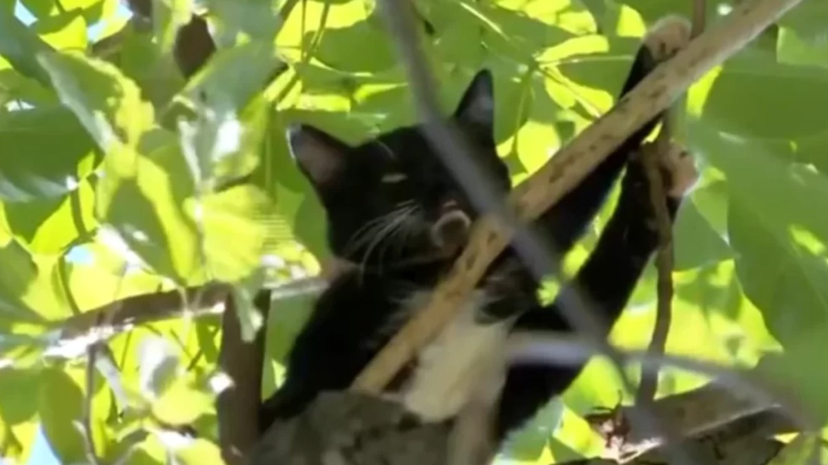 adoção gato Ribeirão Preto