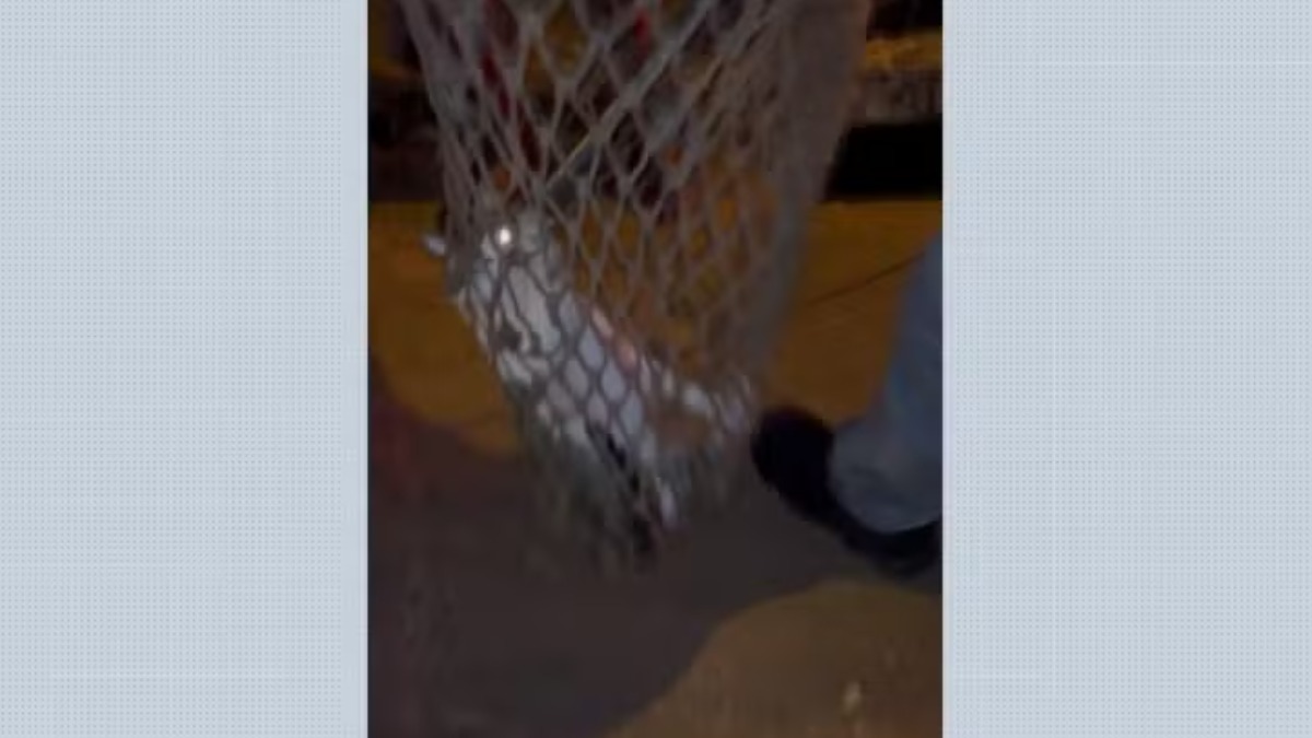 gata presa em bueiro