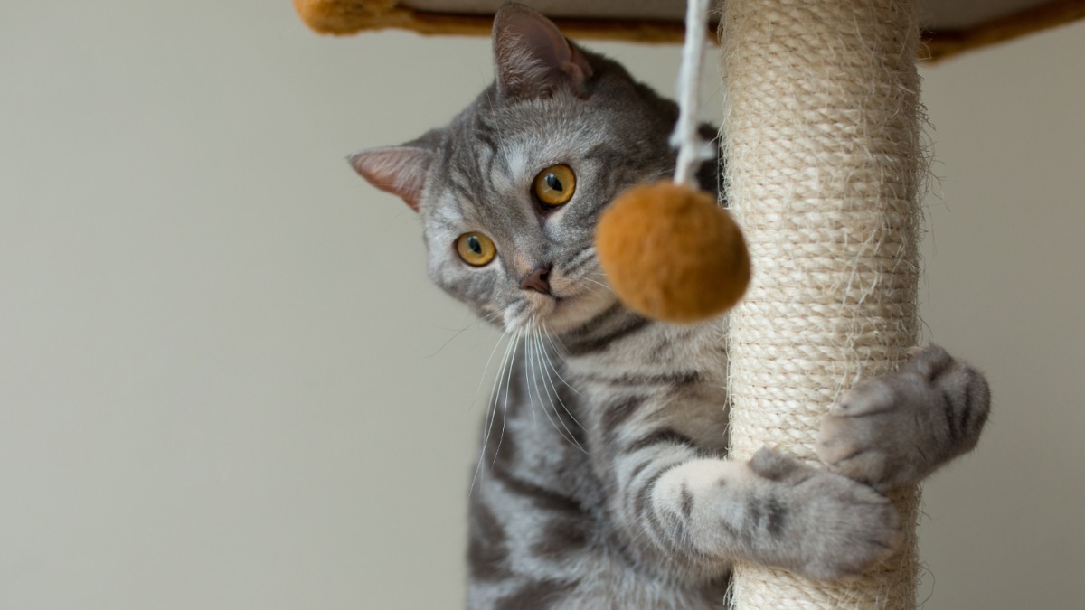 ambiente saudável para gatos