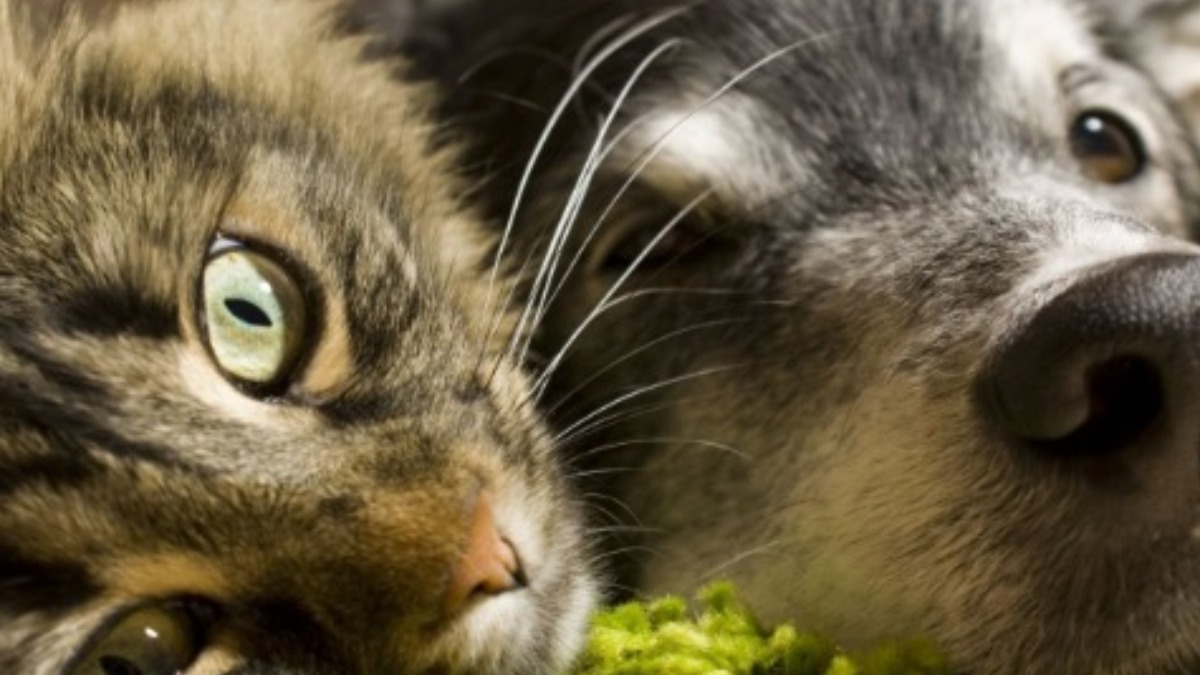 Gato e cachorro... melhores amigos