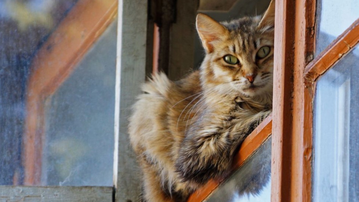 gatos em janelas