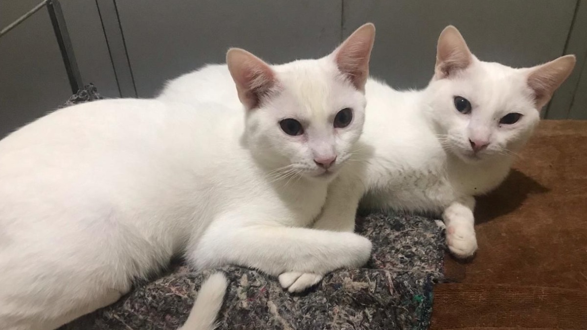 pensão alimentícia pets