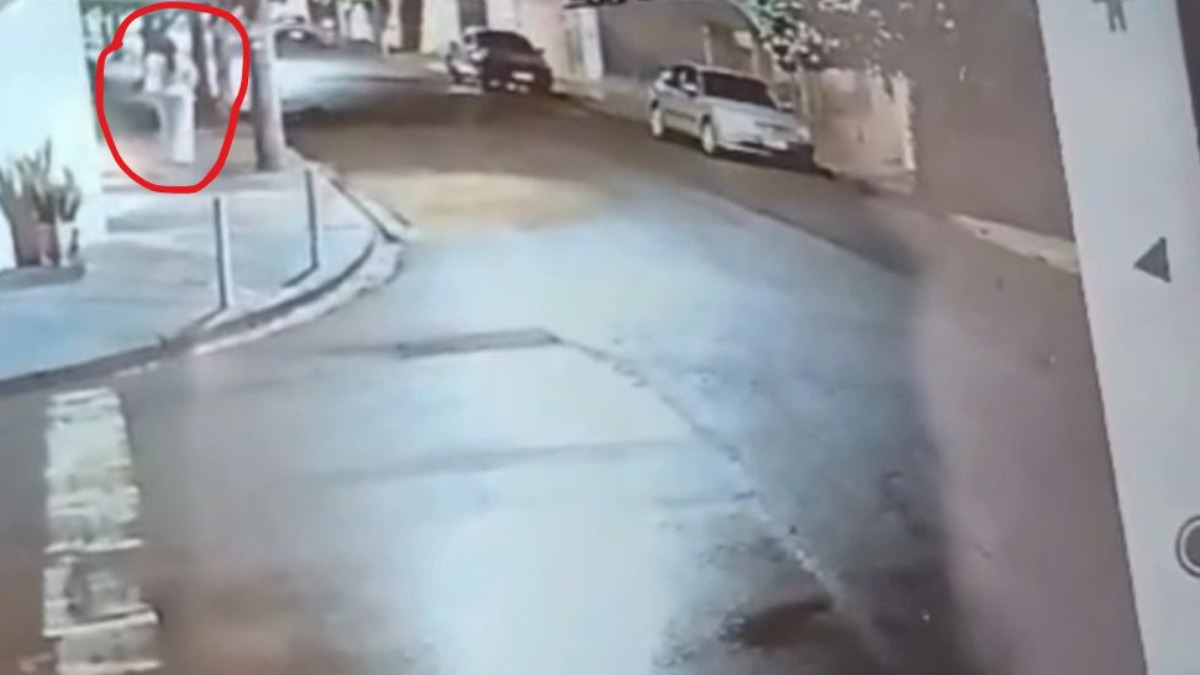 envenenamento de gatos