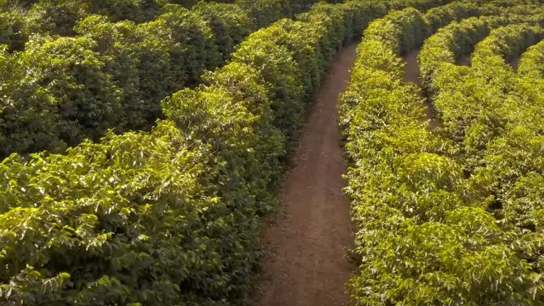 Como o produtor pode proteger as
